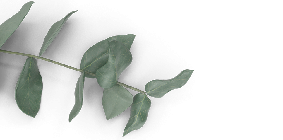 A single green leaf on a white background, with a natural and calming atmosphere.