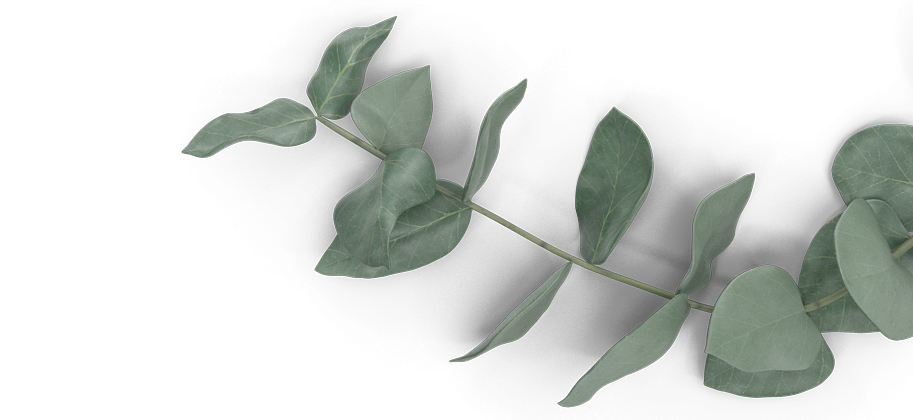 A single green leaf on a white background, highlighting its texture and color contrast.
