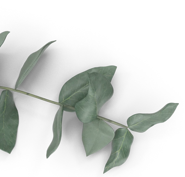 Close-up of a eucalyptus plant stem with leaves, against a black background.
