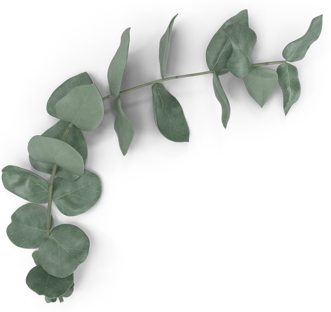 A single green eucalyptus leaf against a white background, highlighting its vibrant color and texture.