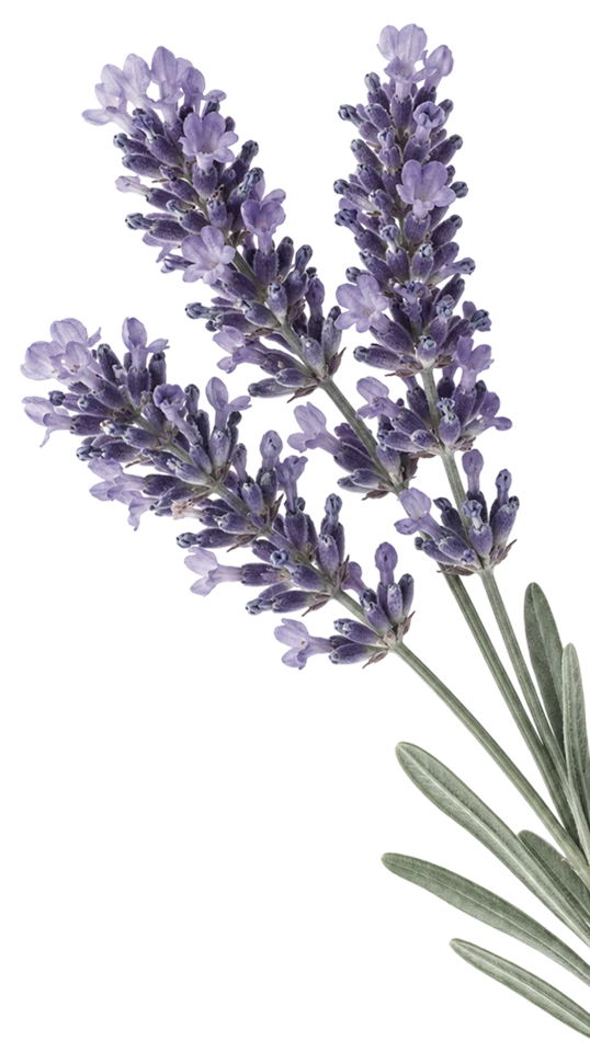 A single lavender flower on a white background, highlighting its vibrant purple hue and delicate petals.