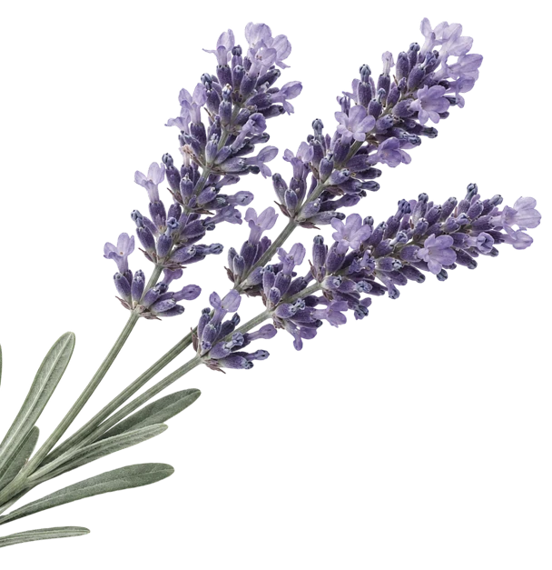 Close-up of a lavender flower in pixel art style, with nine distinct petals and a black background.