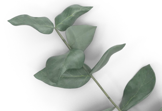 A single, large green leaf against a black background, with smooth and glossy texture, veins running through its center.